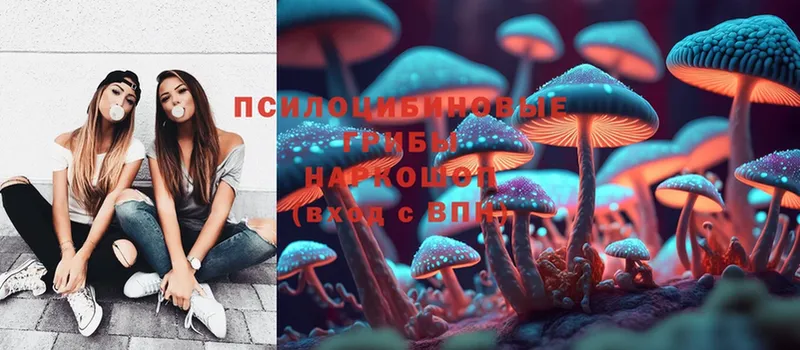 гидра вход  Кимры  Псилоцибиновые грибы Psilocybe 